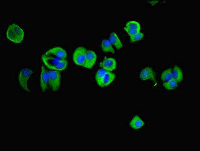 NAPA Antibody