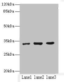 NAPA antibody