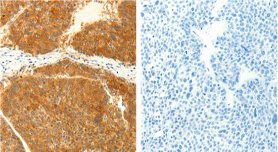 NAPA Rabbit Polyclonal Antibody