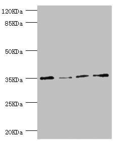 NAPG antibody