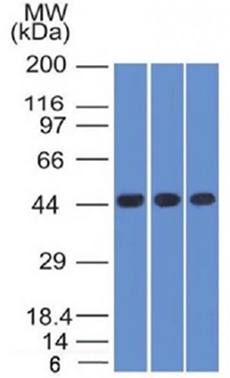 NAPSA antibody