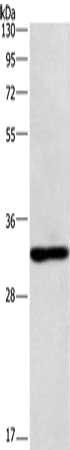 NAPSA antibody