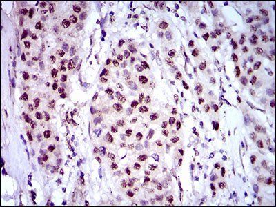 NAPSA Antibody
