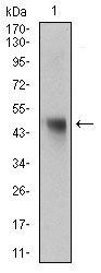 NAPSA Antibody