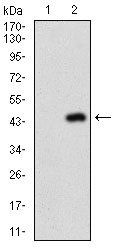 NAPSA Antibody