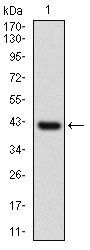 NAPSA Antibody