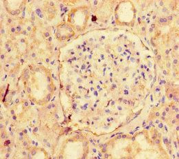 NAPSA Antibody