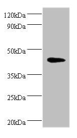 Napsin-A antibody