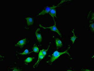 CIAO3 Antibody