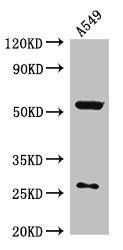 CIAO3 Antibody