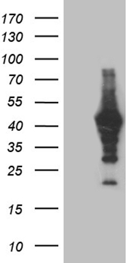 NARS2 Antibody