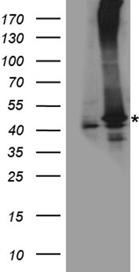 NAT1 Antibody