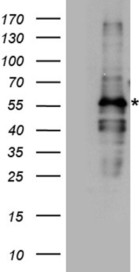 NAT1 Antibody