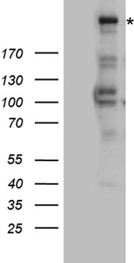 NAT1 Antibody