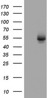 NAT1 Antibody