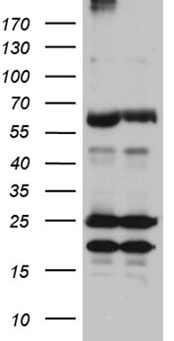 NAT1 Antibody