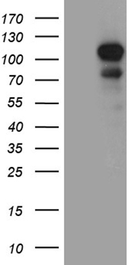 NAT1 Antibody