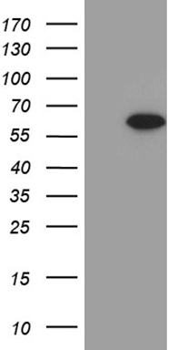 NAT1 Antibody