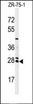 NAT8 antibody
