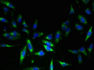 NAT8 Antibody