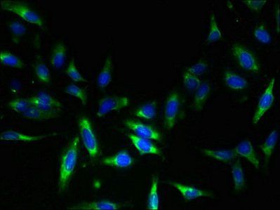 NAT8 antibody