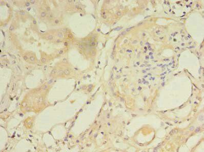NAT8 Antibody