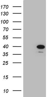 NPR1 Antibody