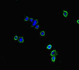 NBEAL2 antibody