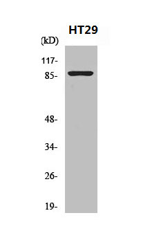 NBN antibody