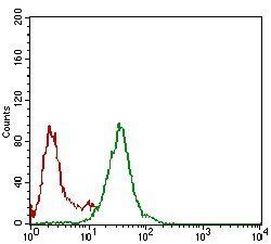 NBN Antibody