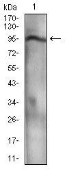 NBN Antibody