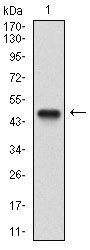 NBN Antibody