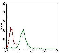 NBN Antibody