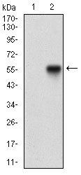 NBN Antibody