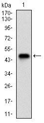 NBN Antibody