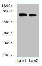 NBPF3 antibody