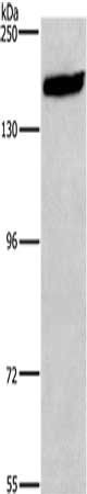 NCAM1 Antibody