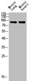 NCAM1 Antibody