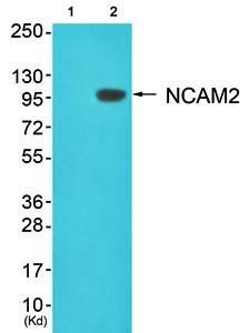 NCAM2 antibody