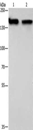 NCAPD2 Antibody