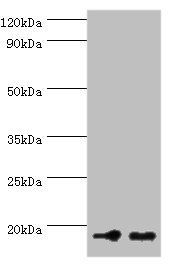 NCBP2 antibody