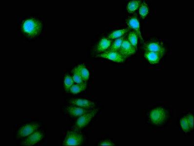 NCDN Antibody
