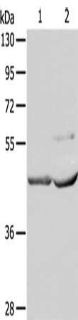 NCEH1 antibody