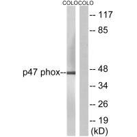 NCF1 (Ab-304) antibody