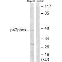 NCF1 Antibody