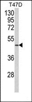 NCF1C antibody
