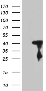 NCF4 Antibody