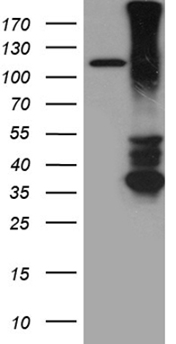 NCF4 Antibody