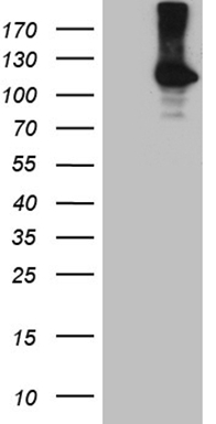 NCF4 Antibody