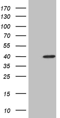 NCF4 Antibody